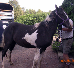 Poncho paint colt