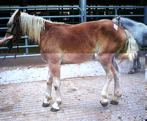 Young injured draft horse transported to New Holland, PA from NC.