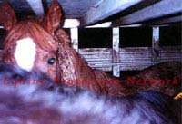 Horses inside a double deck cattle trailer destined for a Canadian slaughterhouse. The owner and driver were convicted of violation of NY law.