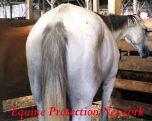 Horses destined for slaughter in a drop off pen.