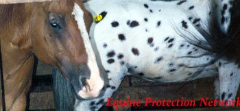 Horses in drop off pen destined for slaughter.