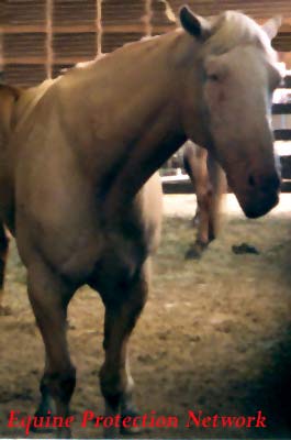 Horse awaits his fate in a drop off pen at a horse auction. Final destination is a Canadian slaughterhouse.