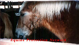 Draft horse dripping pus in a killer pen at the sale in New Holland, PA allocated to a CT horse slaughterhouse