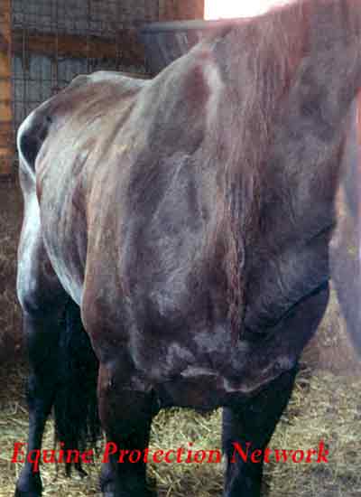 Horse at PA horse auction. Spine and hip bones are protruding.