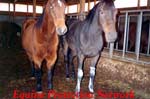 Thoroughbred still has poultice on his front legs.